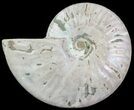 Silver Iridescent Ammonite - Madagascar #61501-1